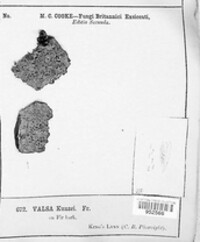 Cytospora kunzei image